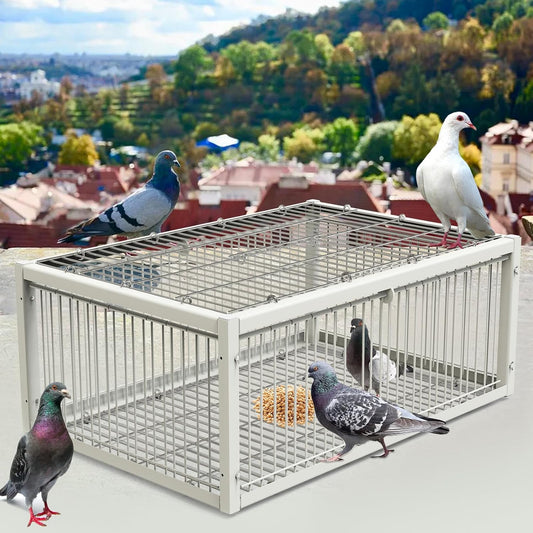 Piège à pigeons
