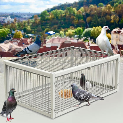 Piège à pigeons